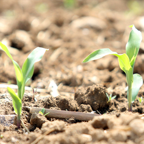 Shree Ram Multi Agro Muzaffarpur