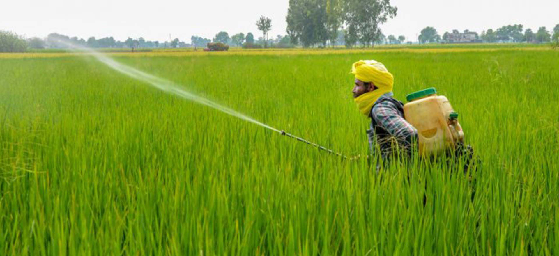 SRM Agro, Wheat farming
