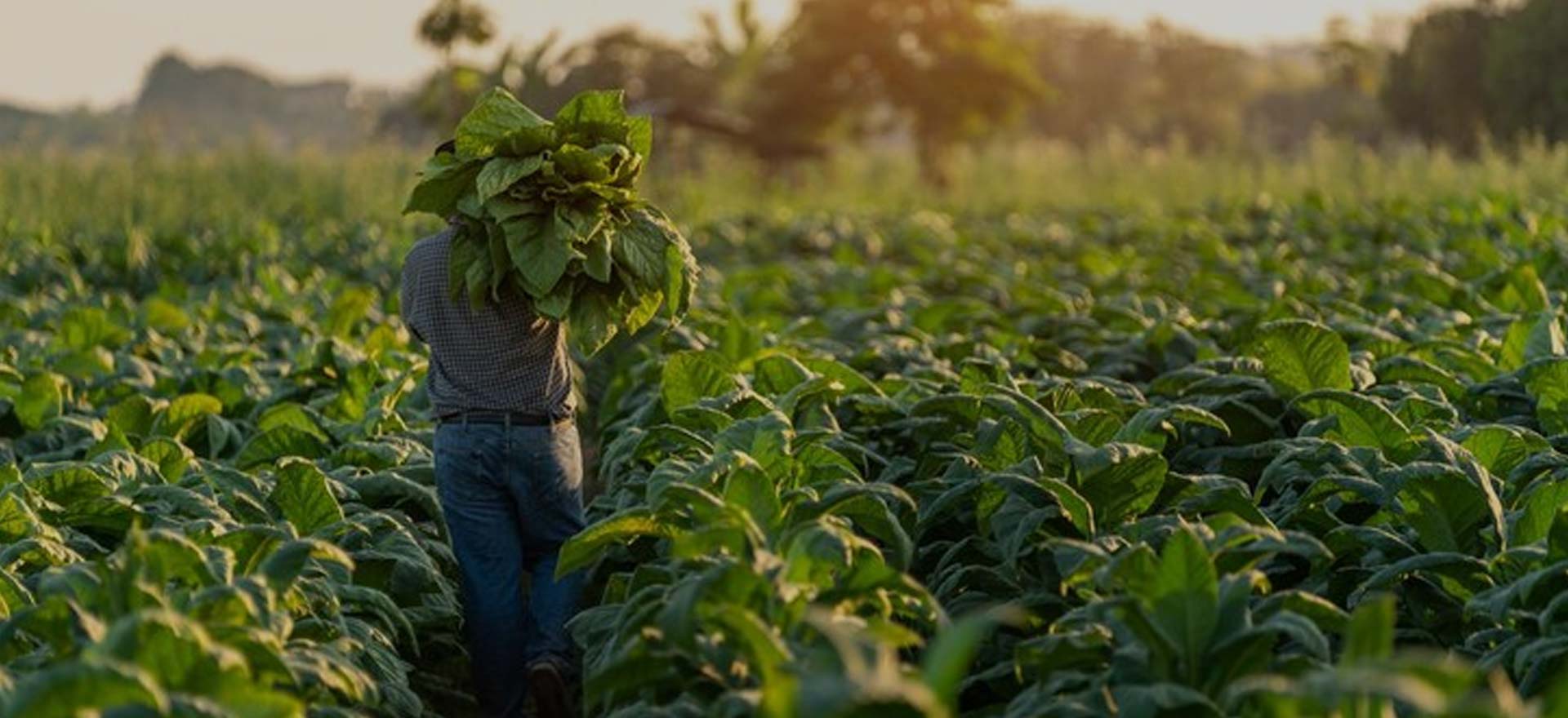 SRM Agro, Tobacco farming